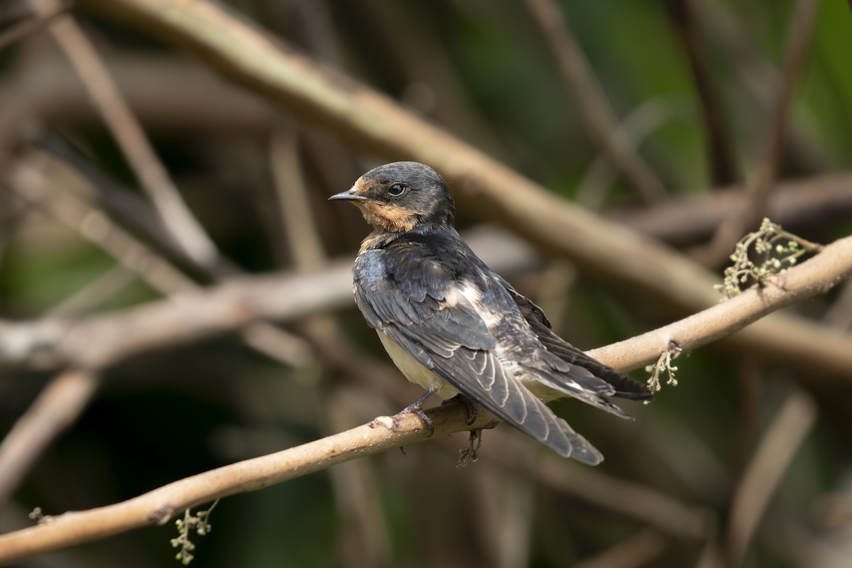 Barn Swallow - ML642829590