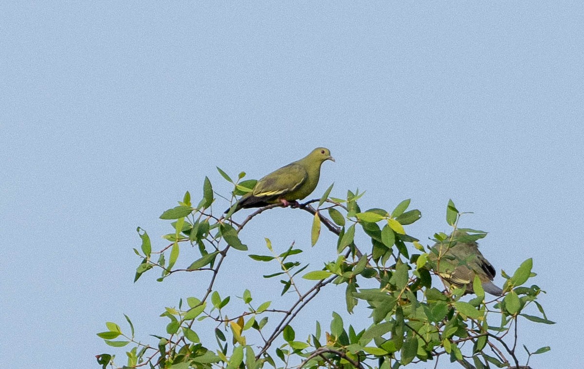 Pink-necked Green-Pigeon - ML642829595