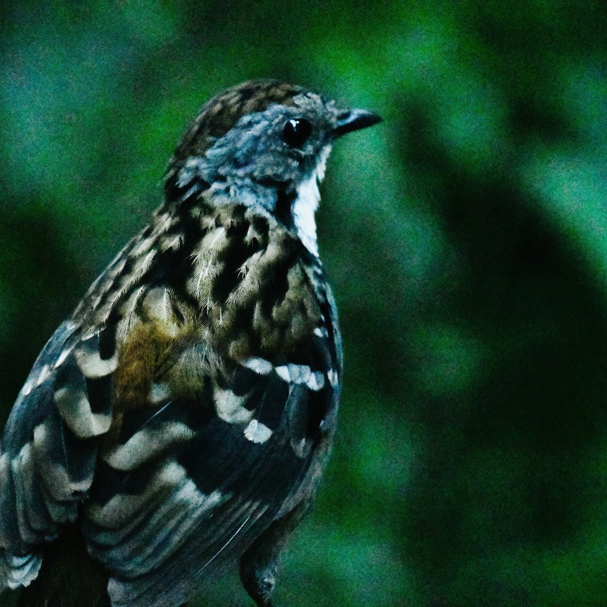 Australian Logrunner - ML642829604