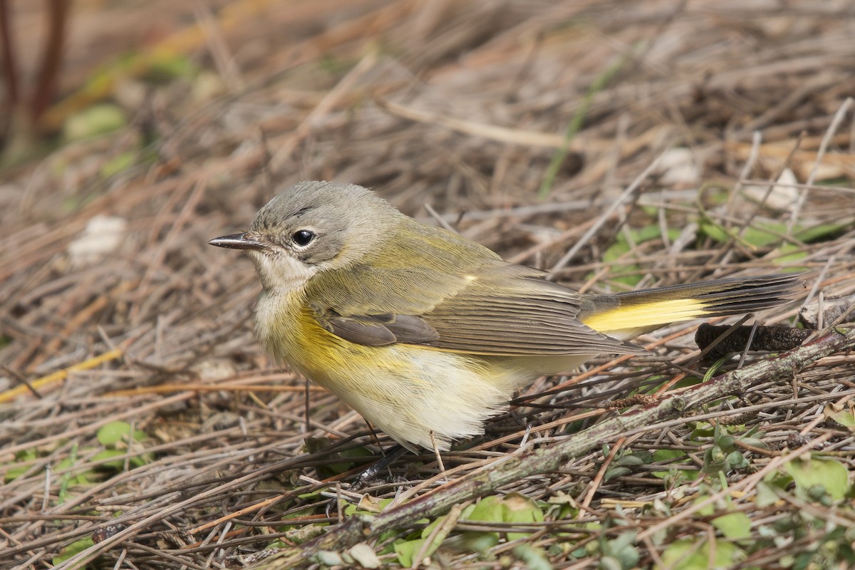 American Redstart - ML642829605