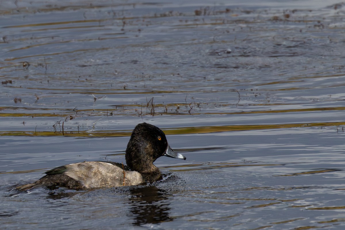 Ring-necked Duck - ML642829611
