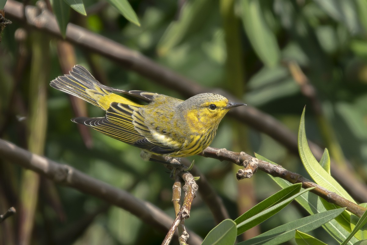 Cape May Warbler - ML642829613