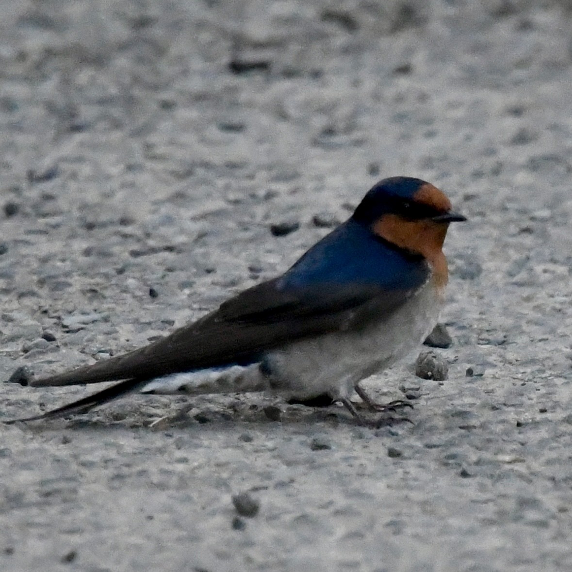 Welcome Swallow - ML642829614