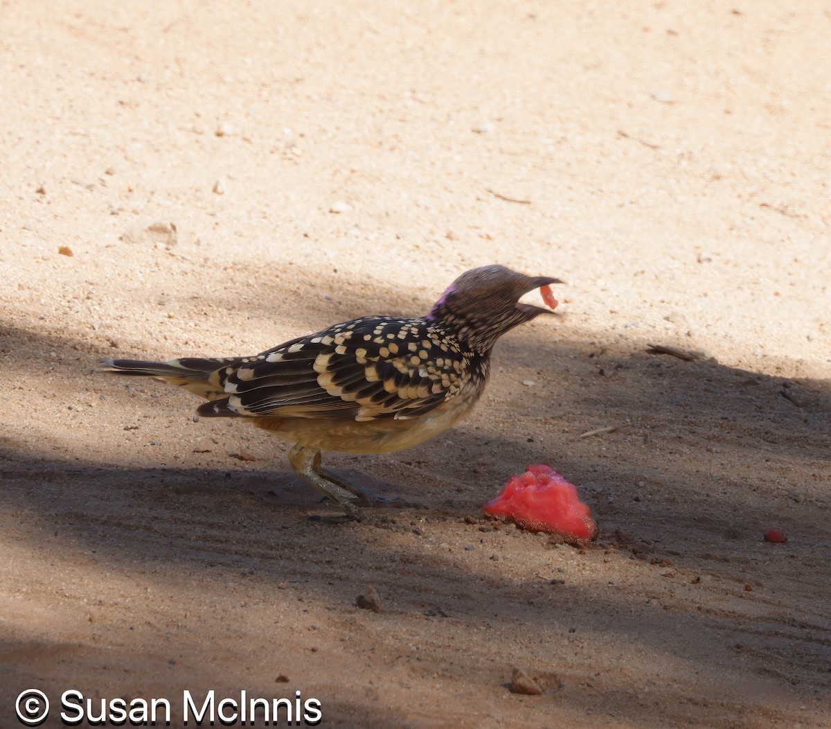 Western Bowerbird - ML642829616