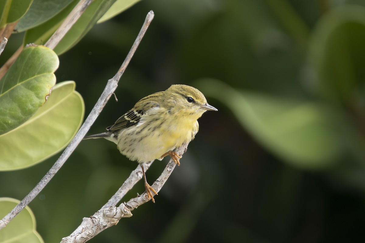 Blackpoll Warbler - ML642829617