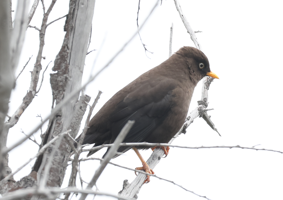 Sooty Thrush - ML642829623