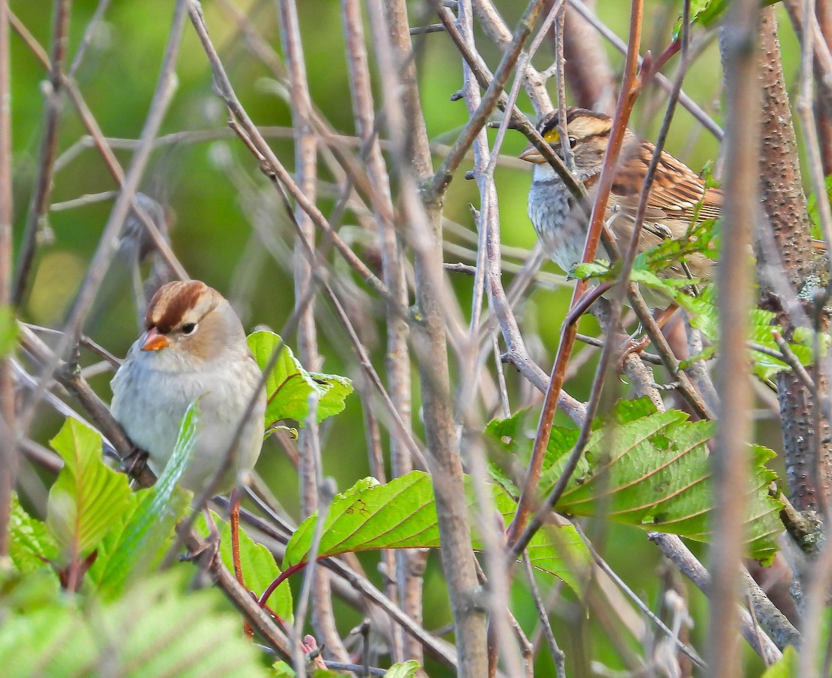 White-crowned Sparrow - ML642829624
