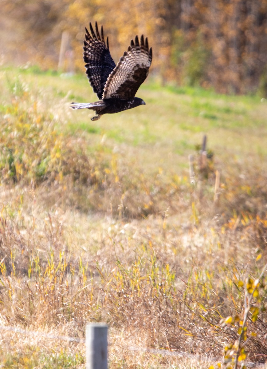 Red-tailed Hawk (Harlan's) - ML642829626