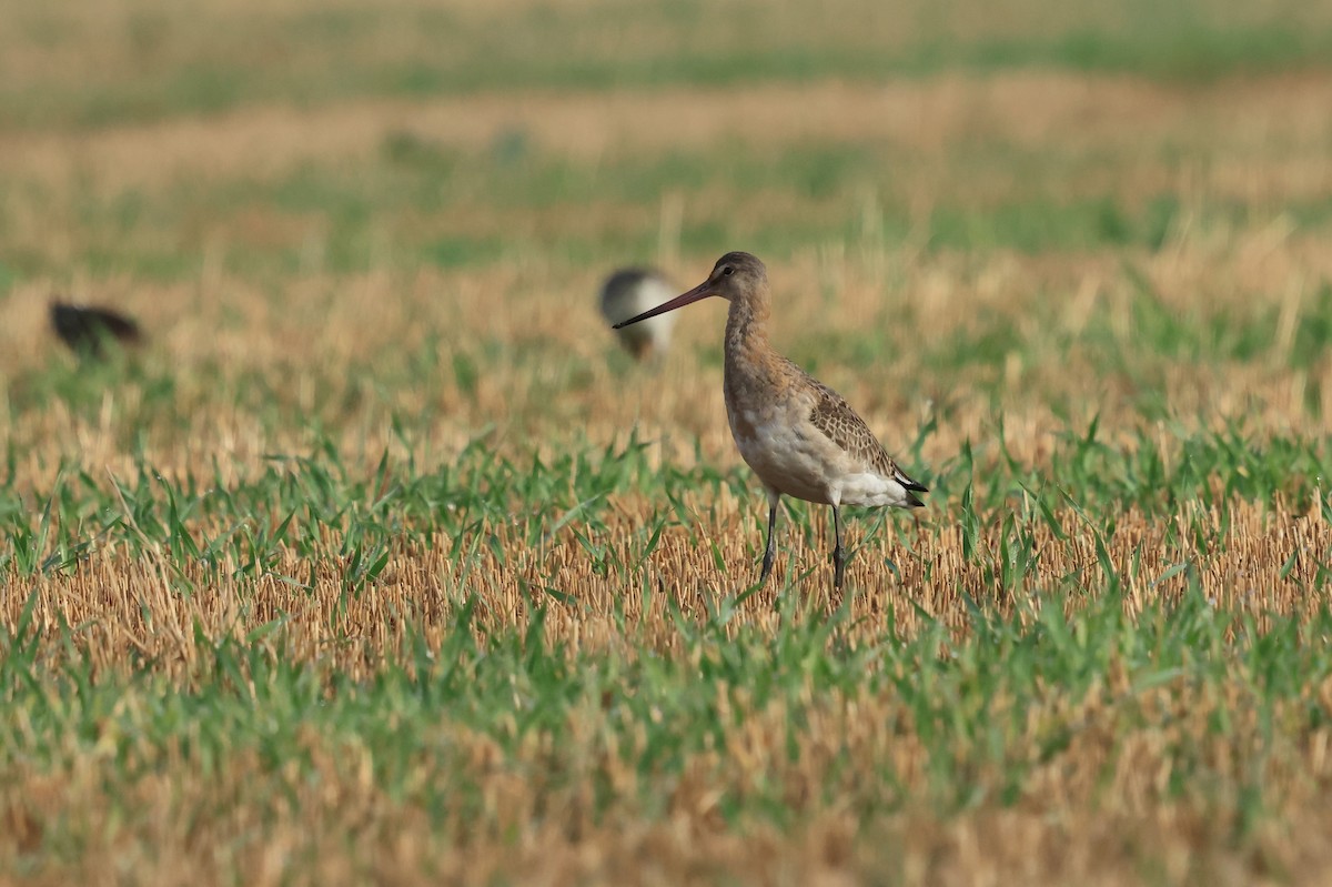 Black-tailed Godwit - ML642829628