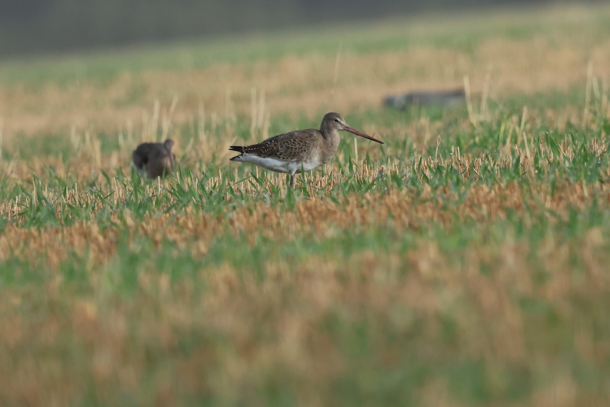Black-tailed Godwit - ML642829629
