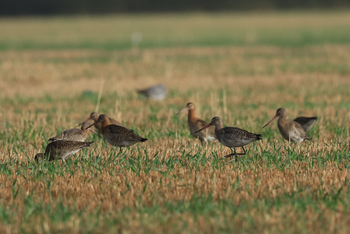 Black-tailed Godwit - ML642829630