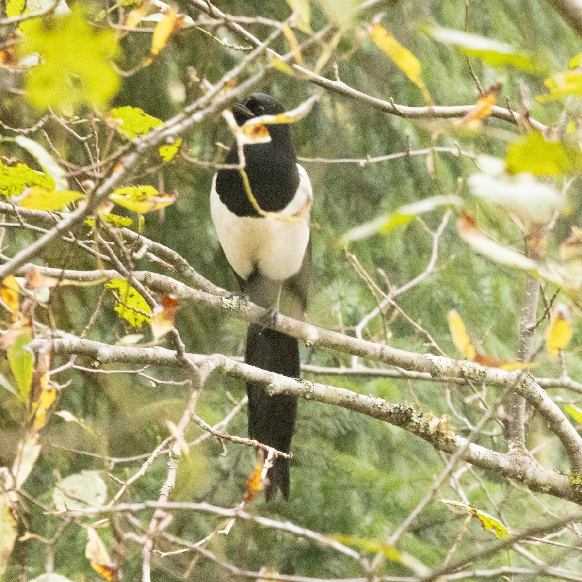 Black-billed Magpie - ML642829632