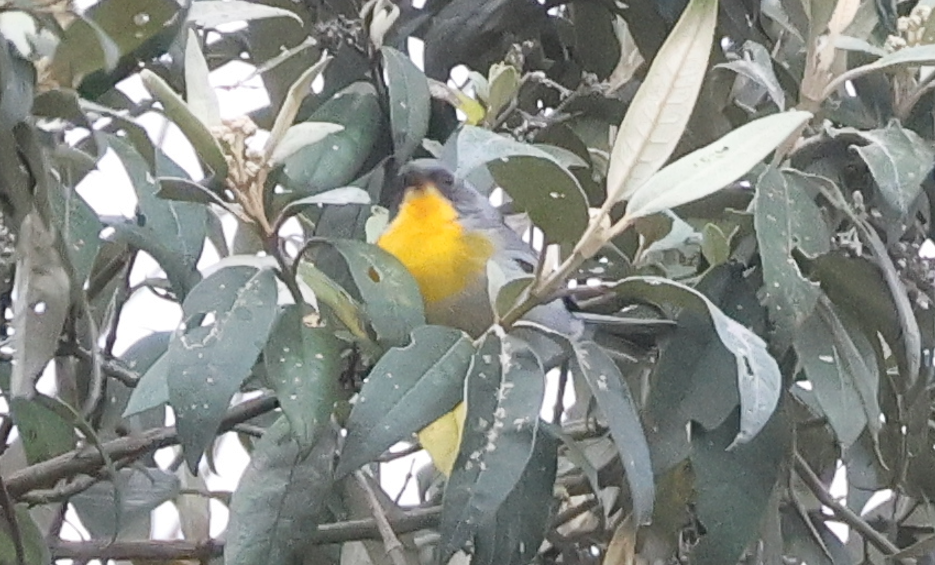 Flame-throated Warbler - ML642829634