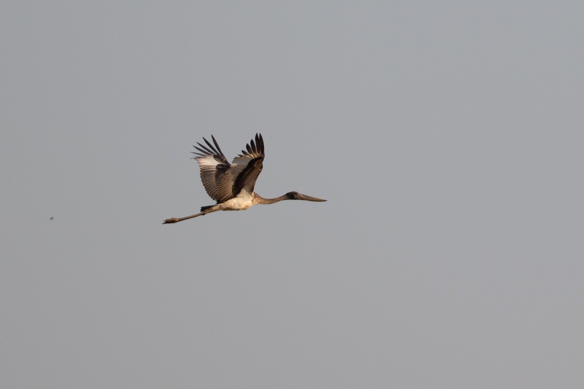 Black-necked Stork - ML642829650