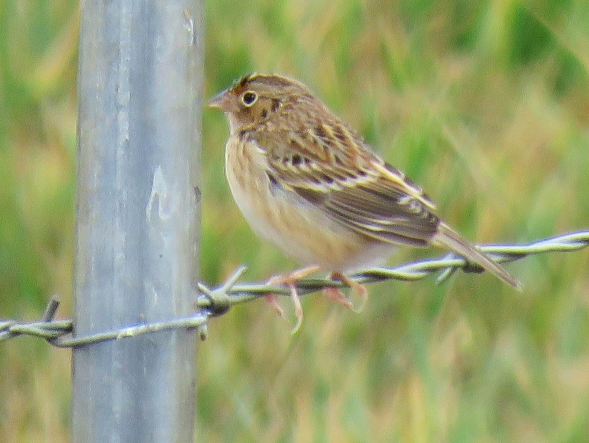 Grasshopper Sparrow - ML642829651