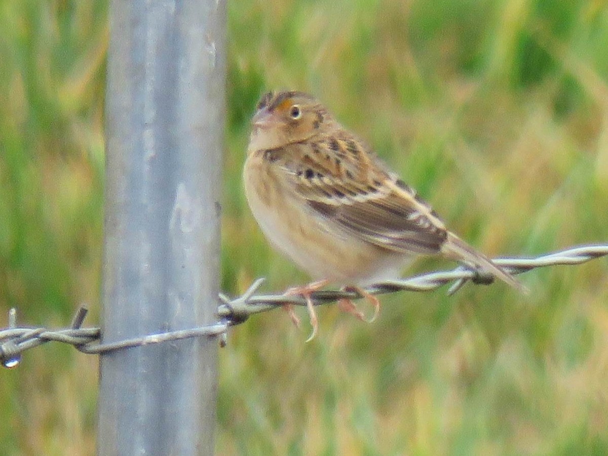 Grasshopper Sparrow - ML642829652