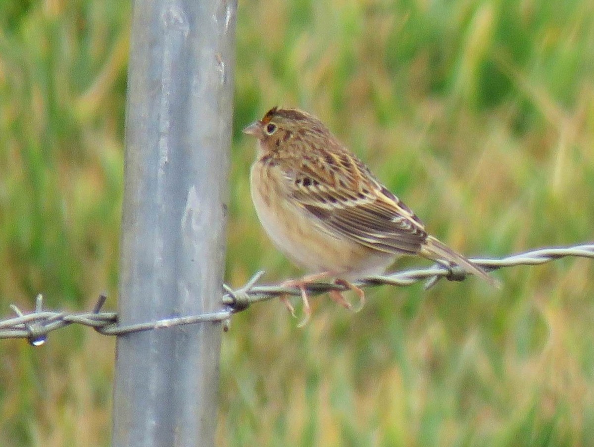 Grasshopper Sparrow - ML642829653
