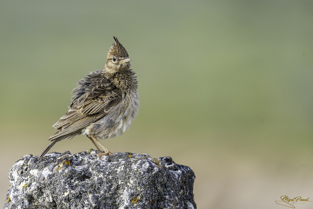 Thekla's Lark - ML642829655