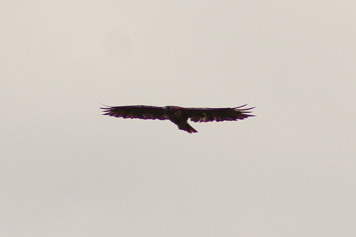 Bald Eagle - ML642829656