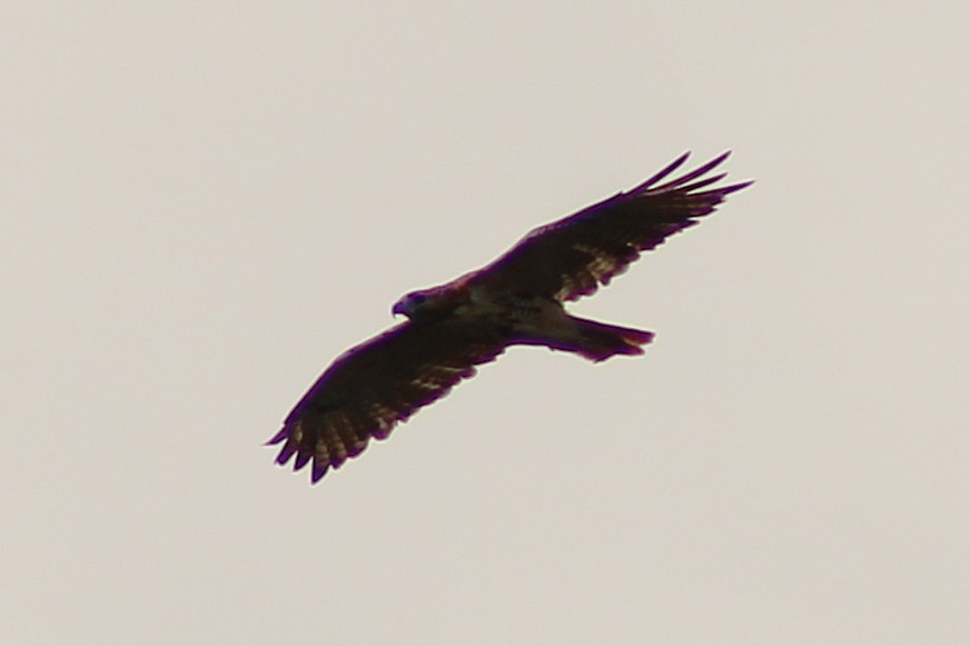 Bald Eagle - ML642829657