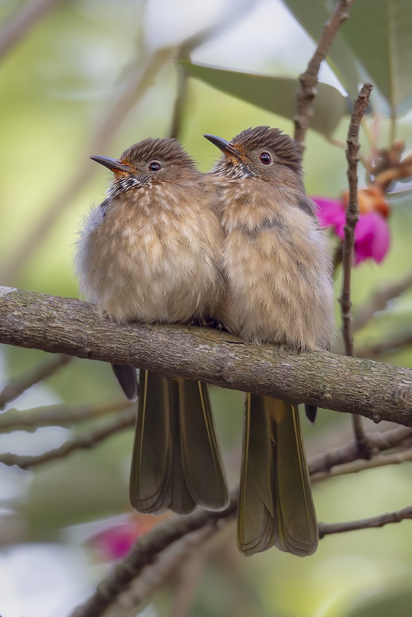 Mountain Bulbul - ML642829658