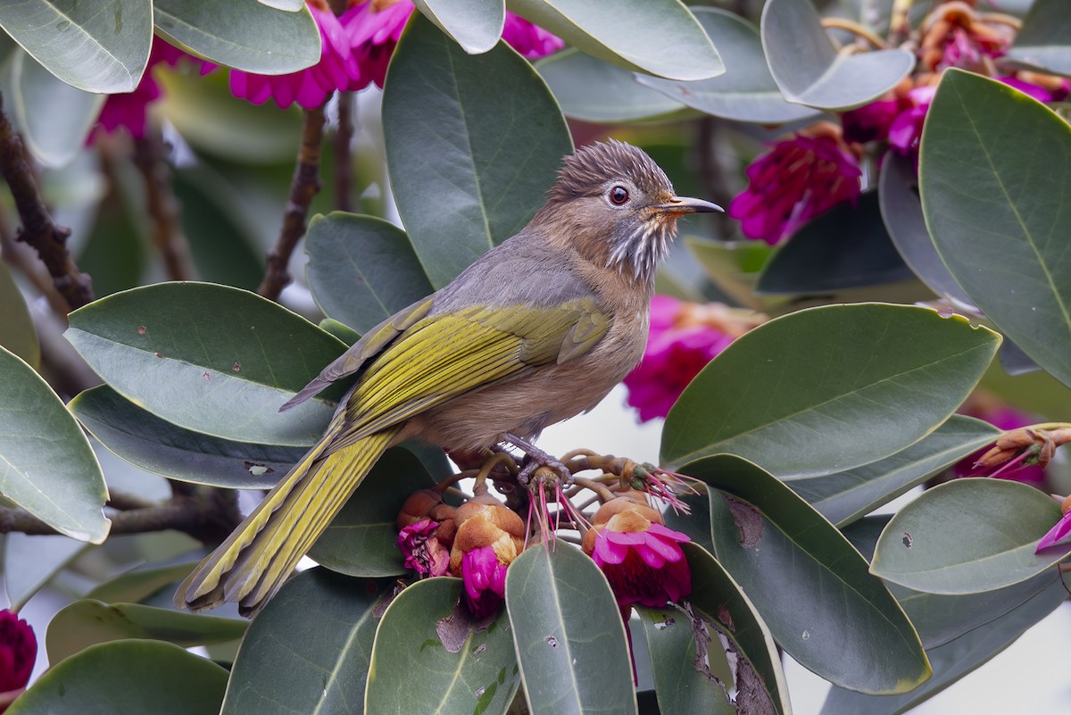 Mountain Bulbul - ML642829659