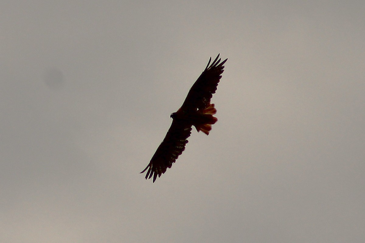 Bald Eagle - ML642829661