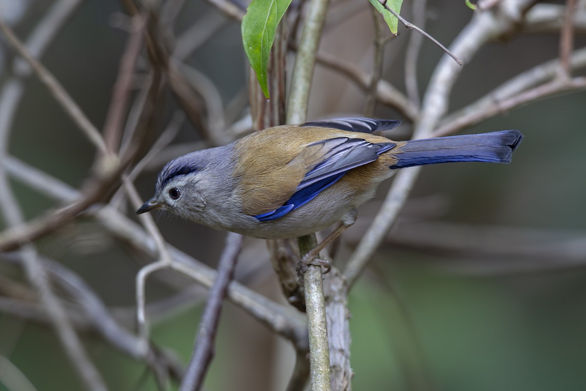 Blue-winged Minla - ML642829665