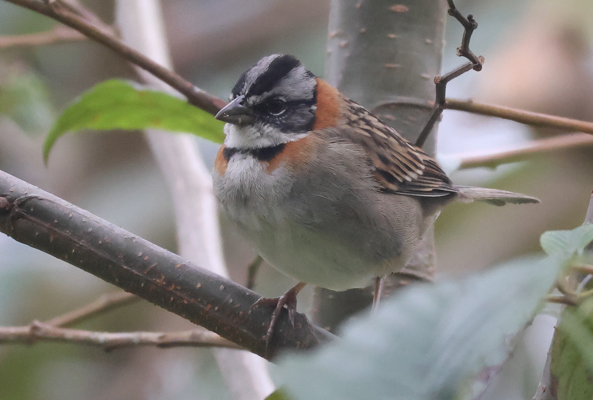 Rufous-collared Sparrow - ML642829667