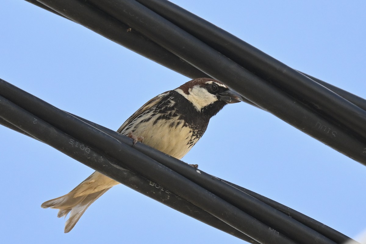 Spanish Sparrow - ML642829668