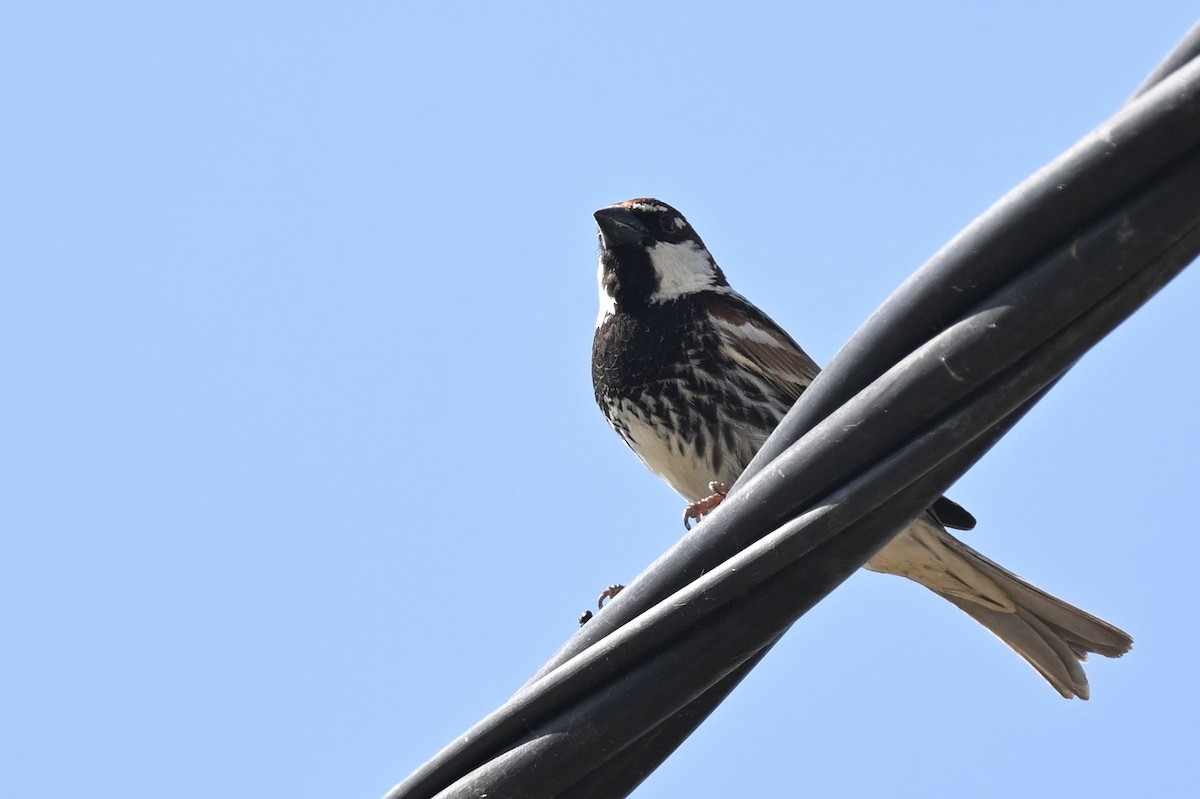 Spanish Sparrow - ML642829669