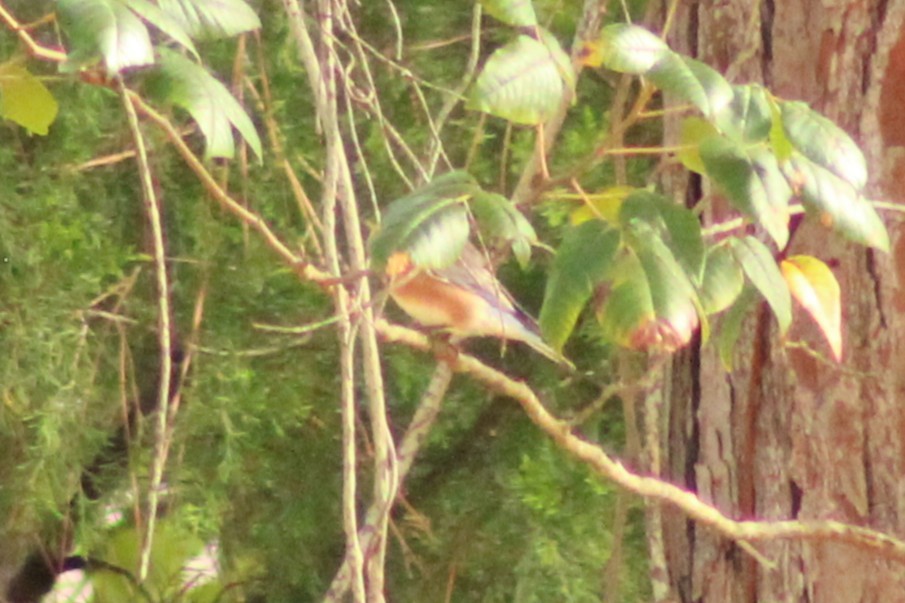 Eastern Bluebird - ML642829670