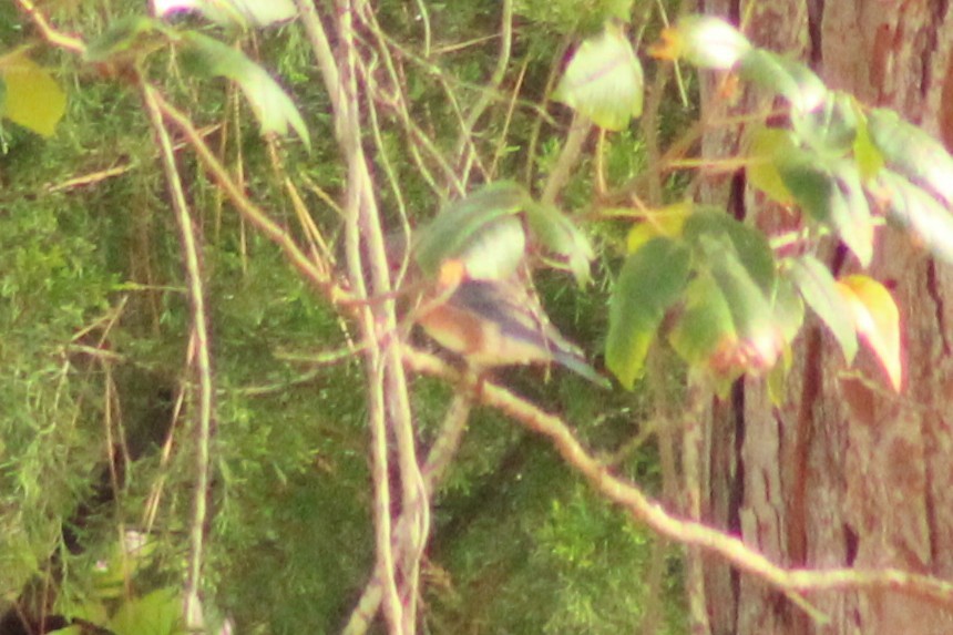 Eastern Bluebird - ML642829671