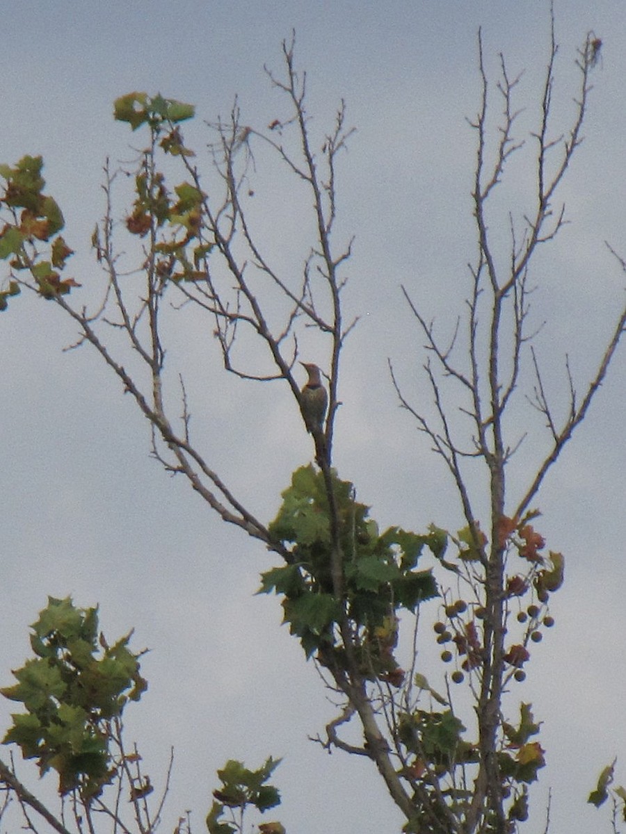 Northern Flicker - ML642829673
