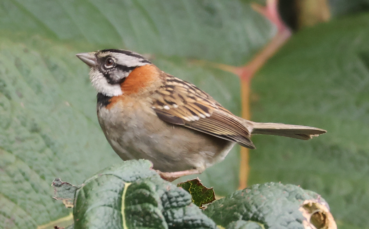 Rufous-collared Sparrow - ML642829675