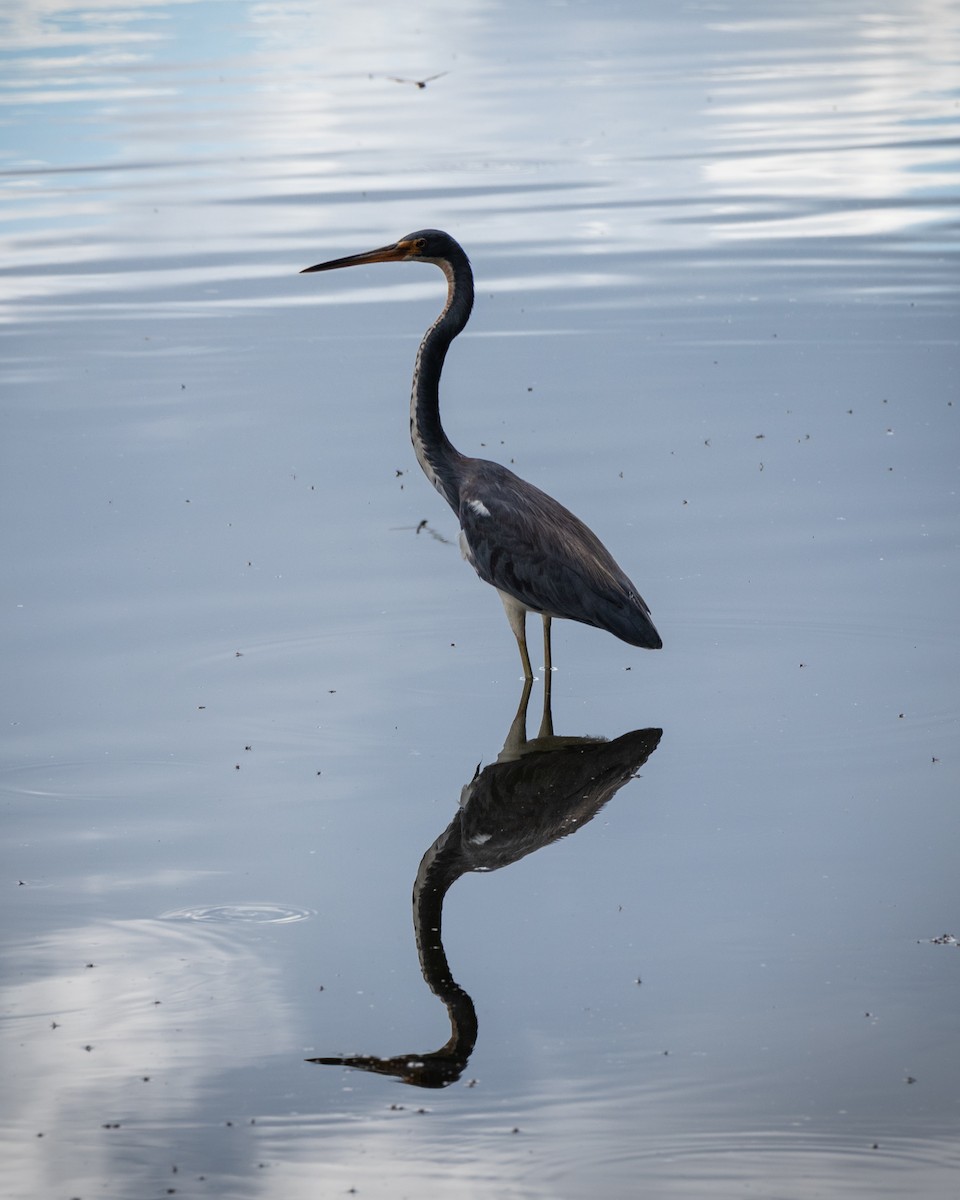 Tricolored Heron - ML642829676