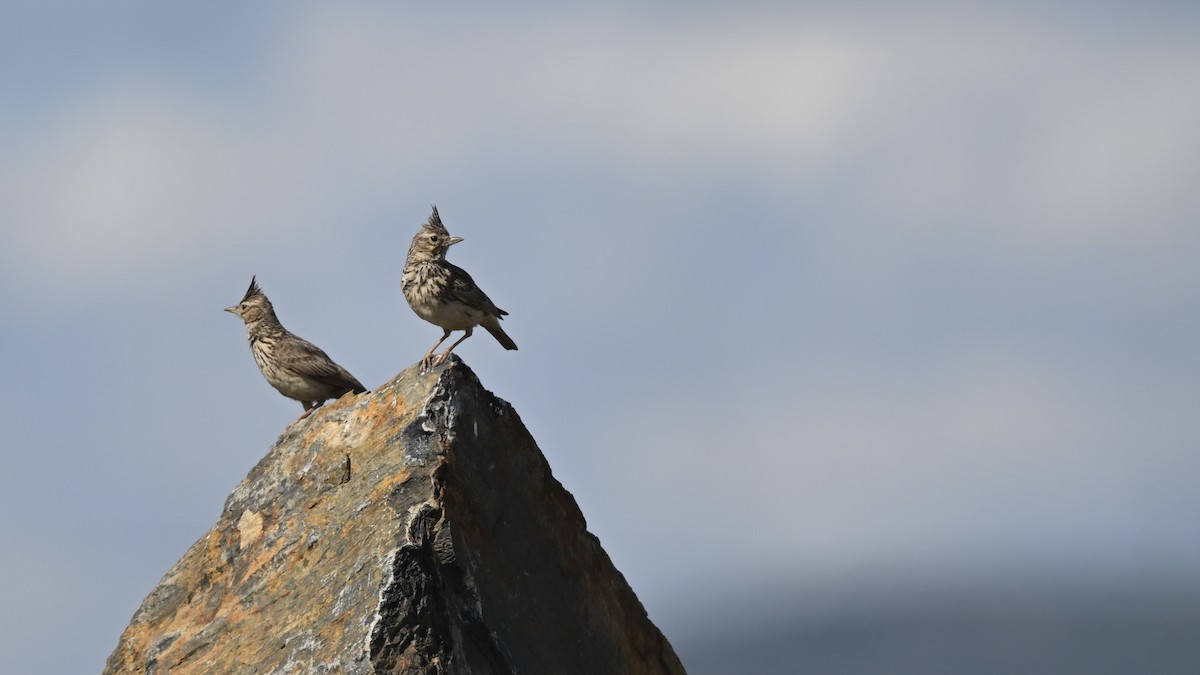 Thekla's Lark - ML642829677