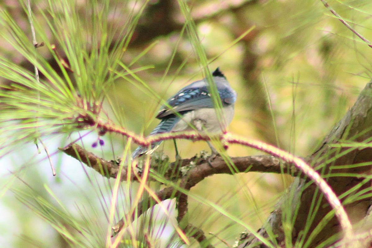 Blue Jay - ML642829678