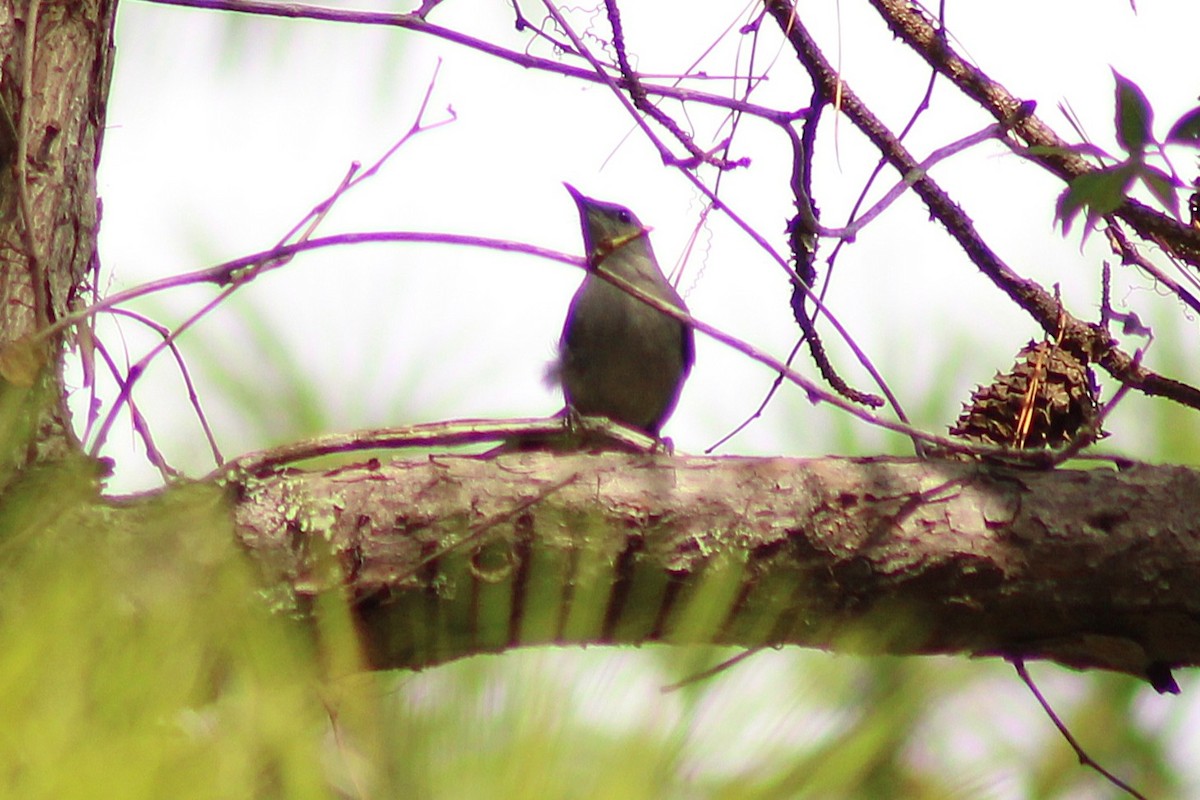kattespottefugl - ML642829683