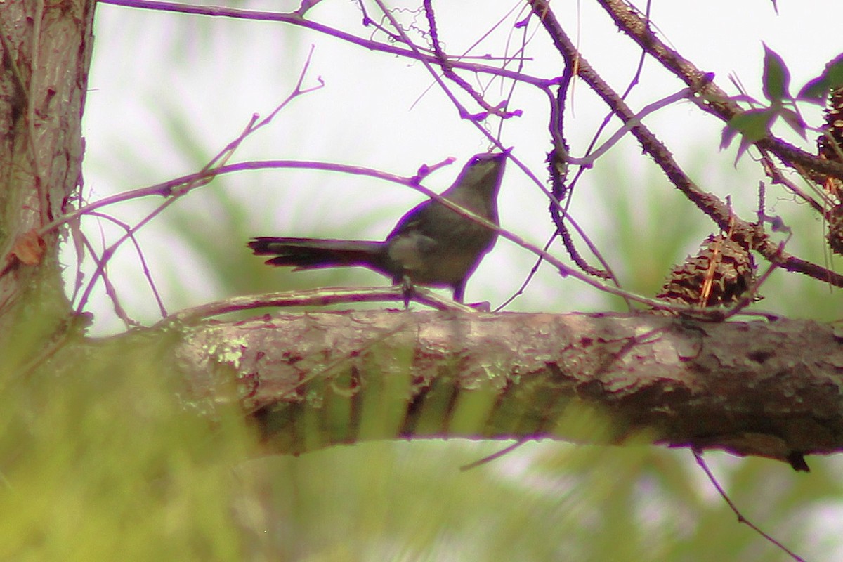 kattespottefugl - ML642829685