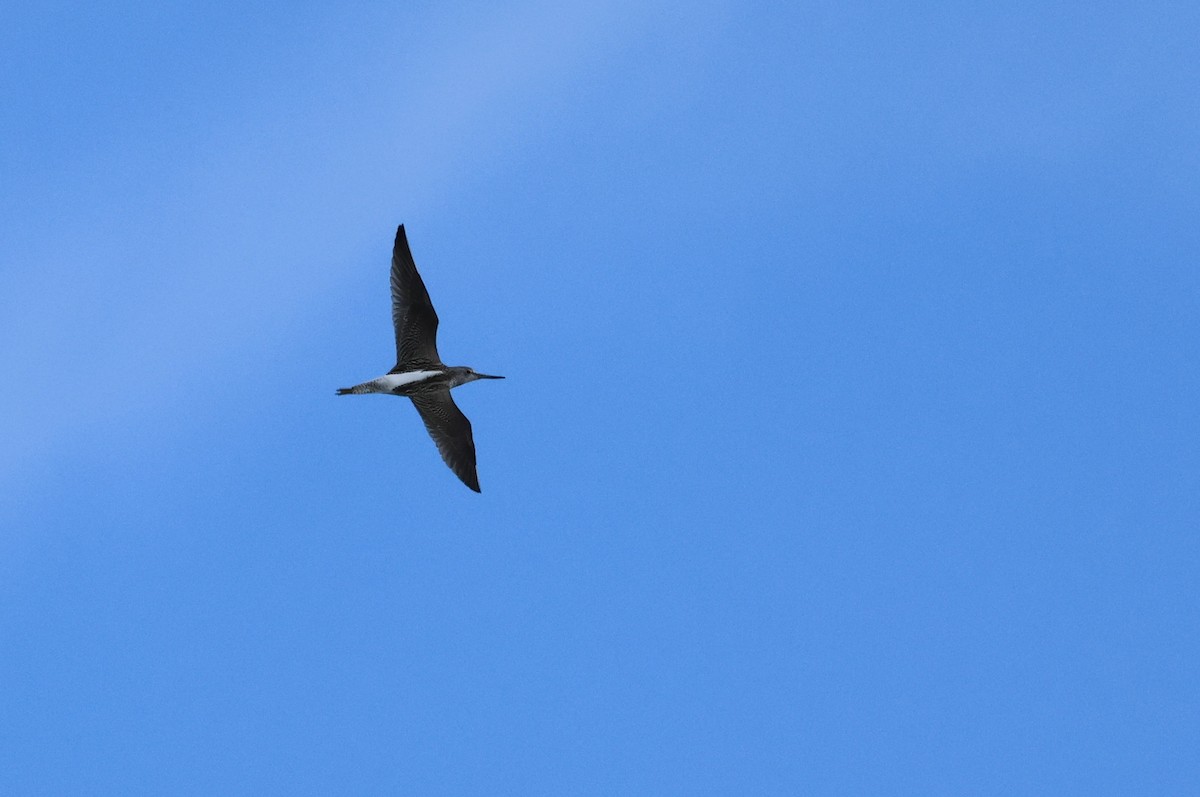 Common Greenshank - ML642829691