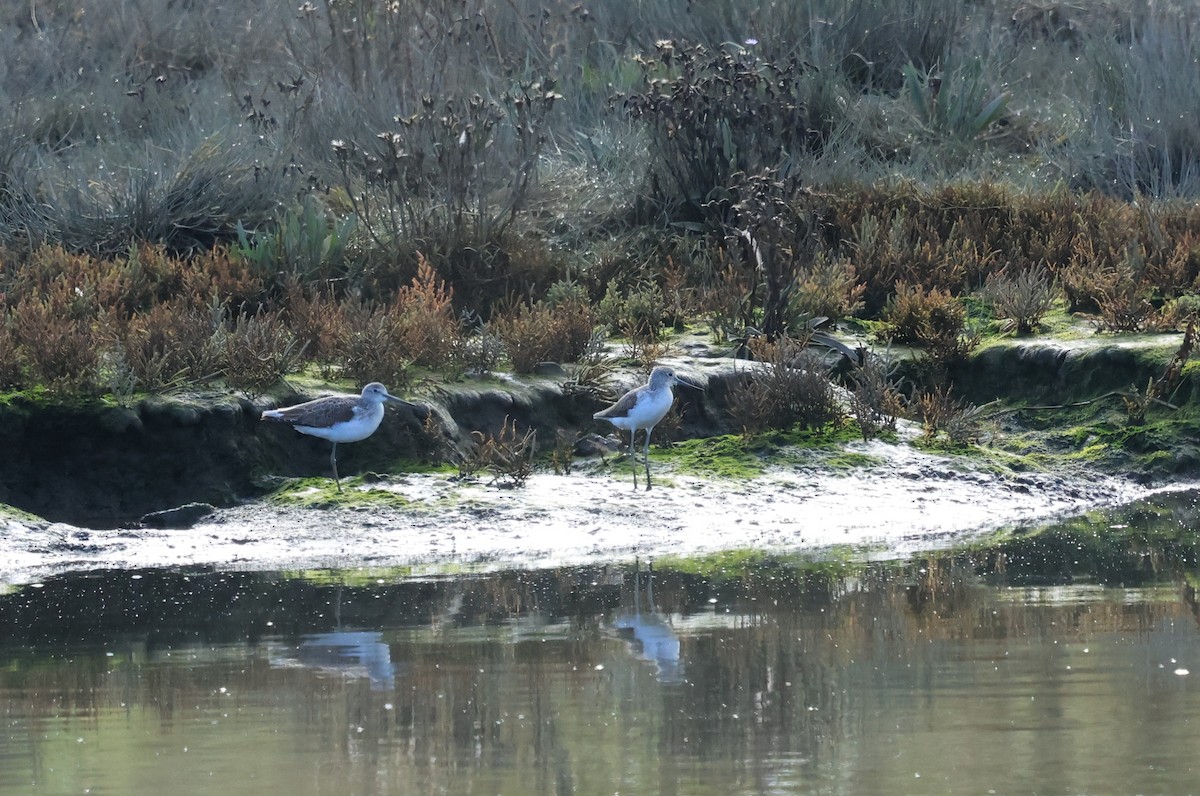 Common Greenshank - ML642829692