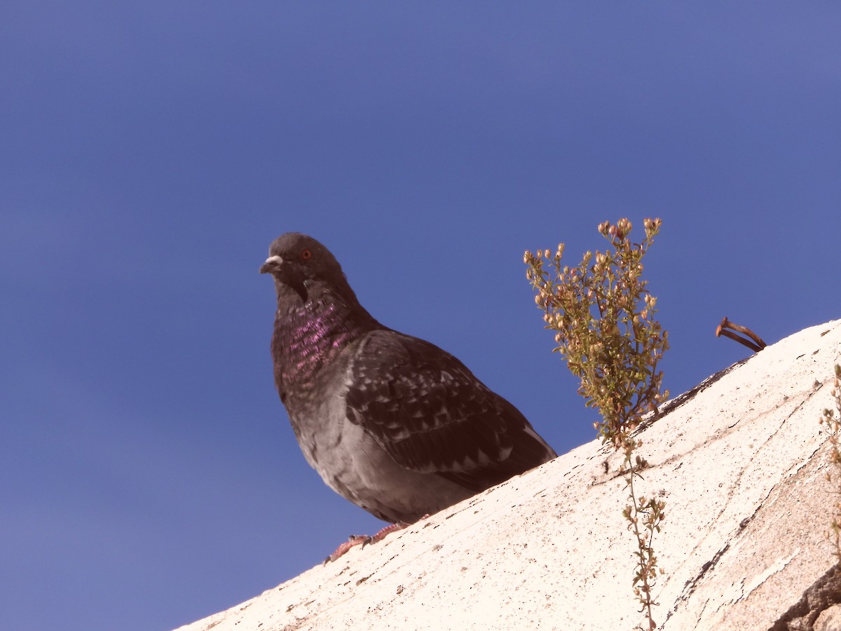 Rock Pigeon (Feral Pigeon) - ML642829696