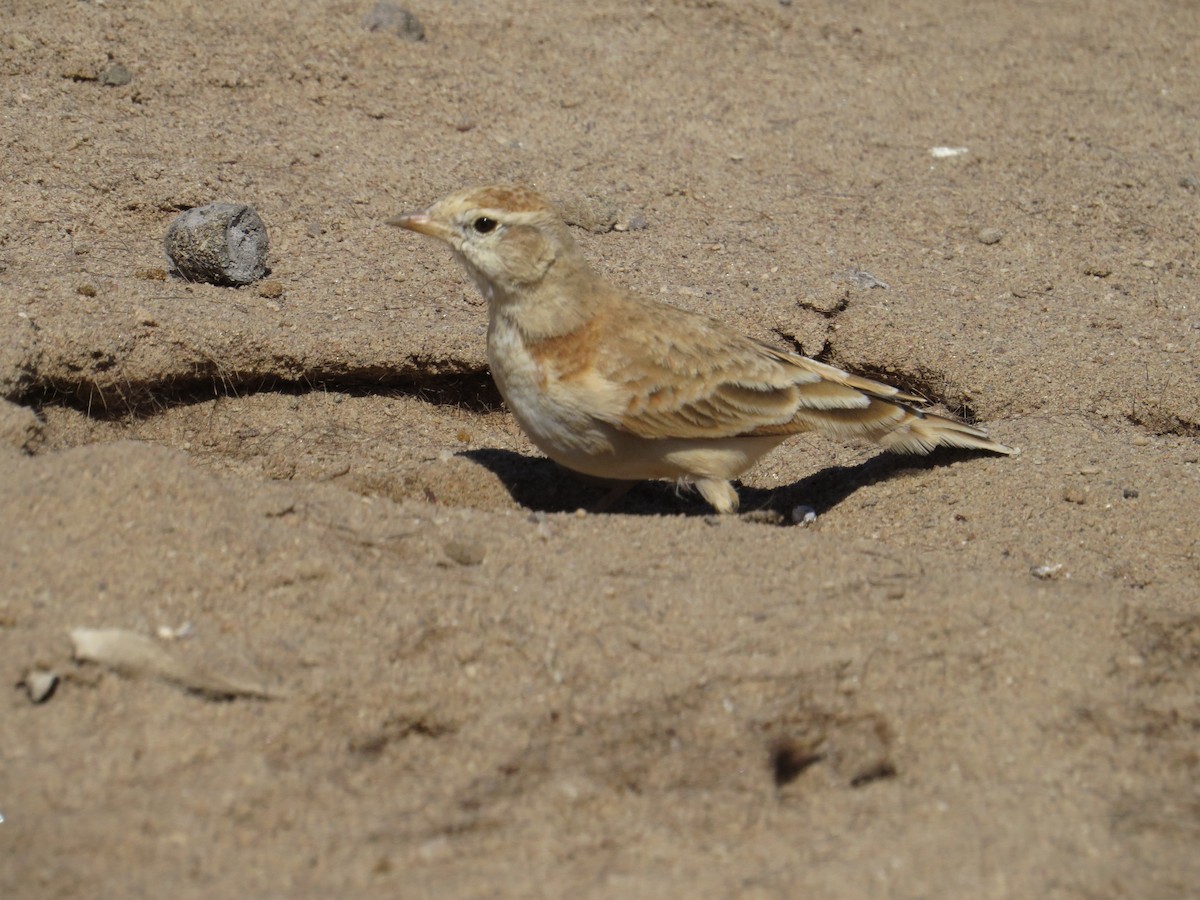 Red-capped Lark - ML642829697
