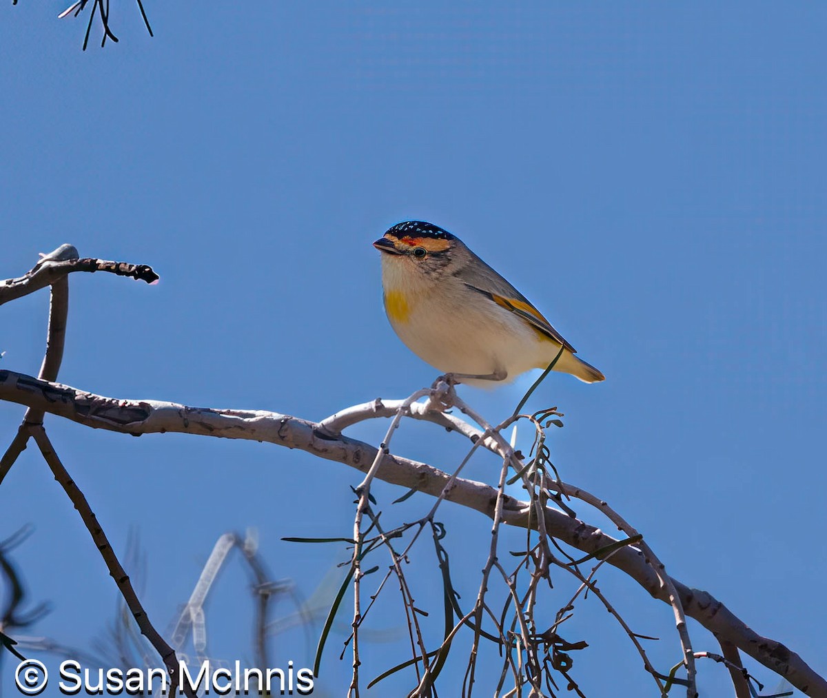 Red-browed Pardalote - ML642829700