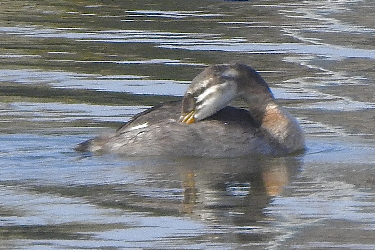 Grèbe jougris - ML642829718