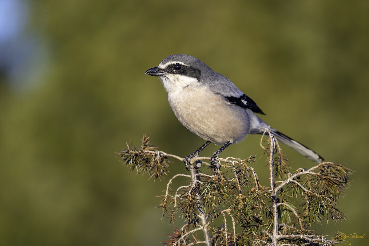 Iberian Gray Shrike - ML642829736