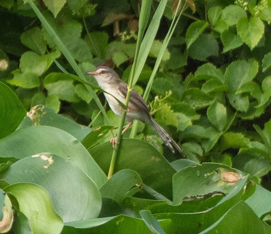 Plain Prinia - ML642829737
