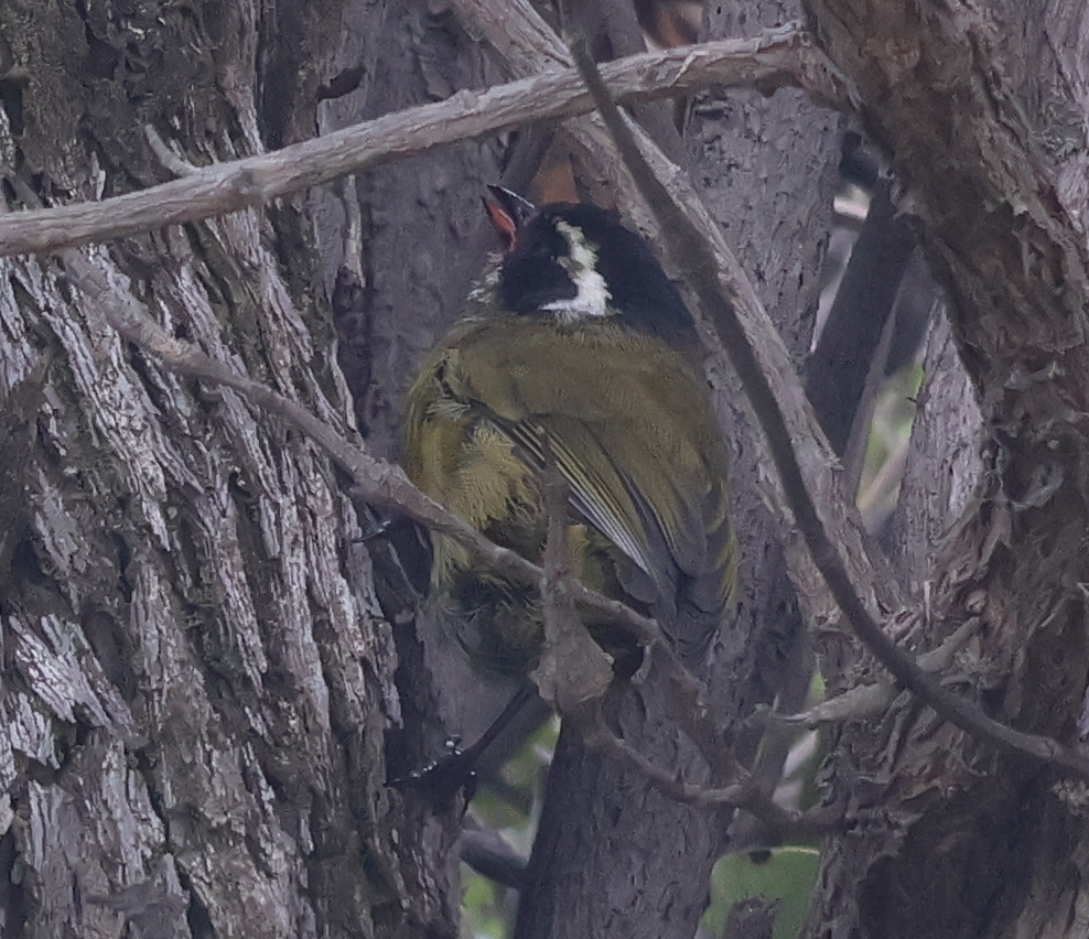 Sooty-capped Chlorospingus - ML642829738