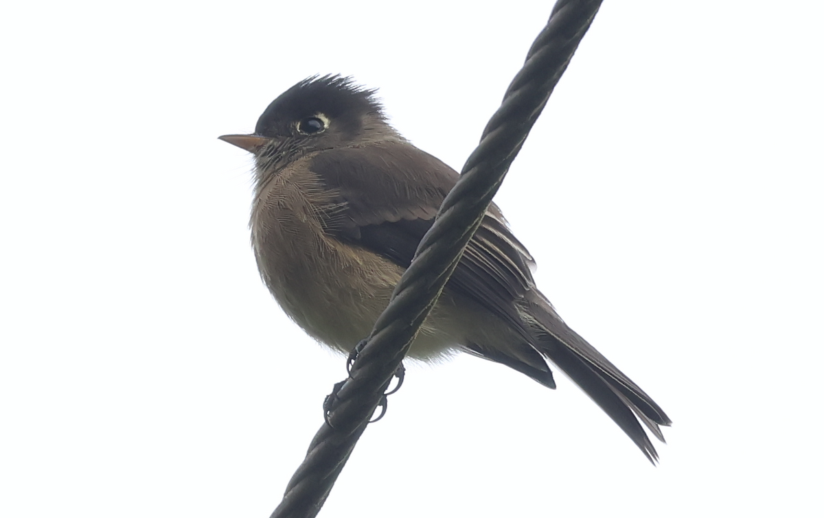 Black-capped Flycatcher - ML642829745